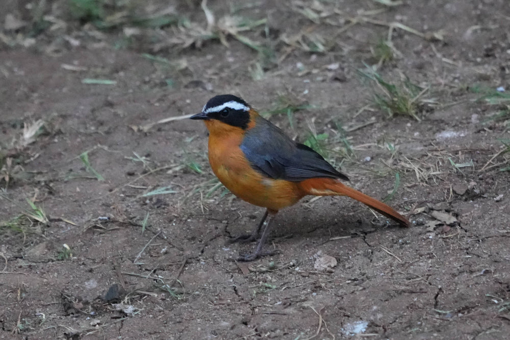 White-browed Robin-Chat [Cossypha heuglini], Ngorongoro Crater