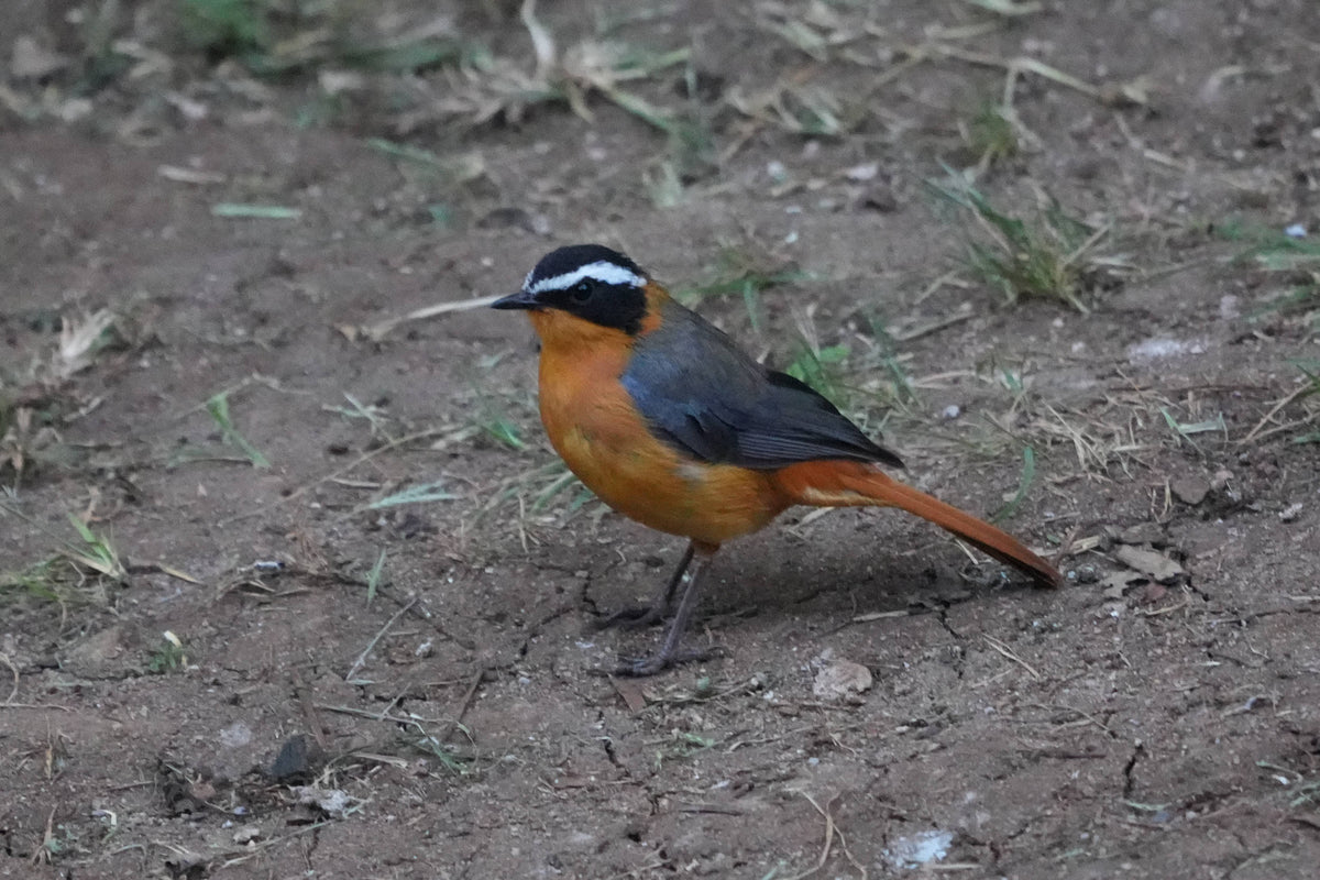 White-browed Robin-Chat [Cossypha heuglini], Ngorongoro Crater