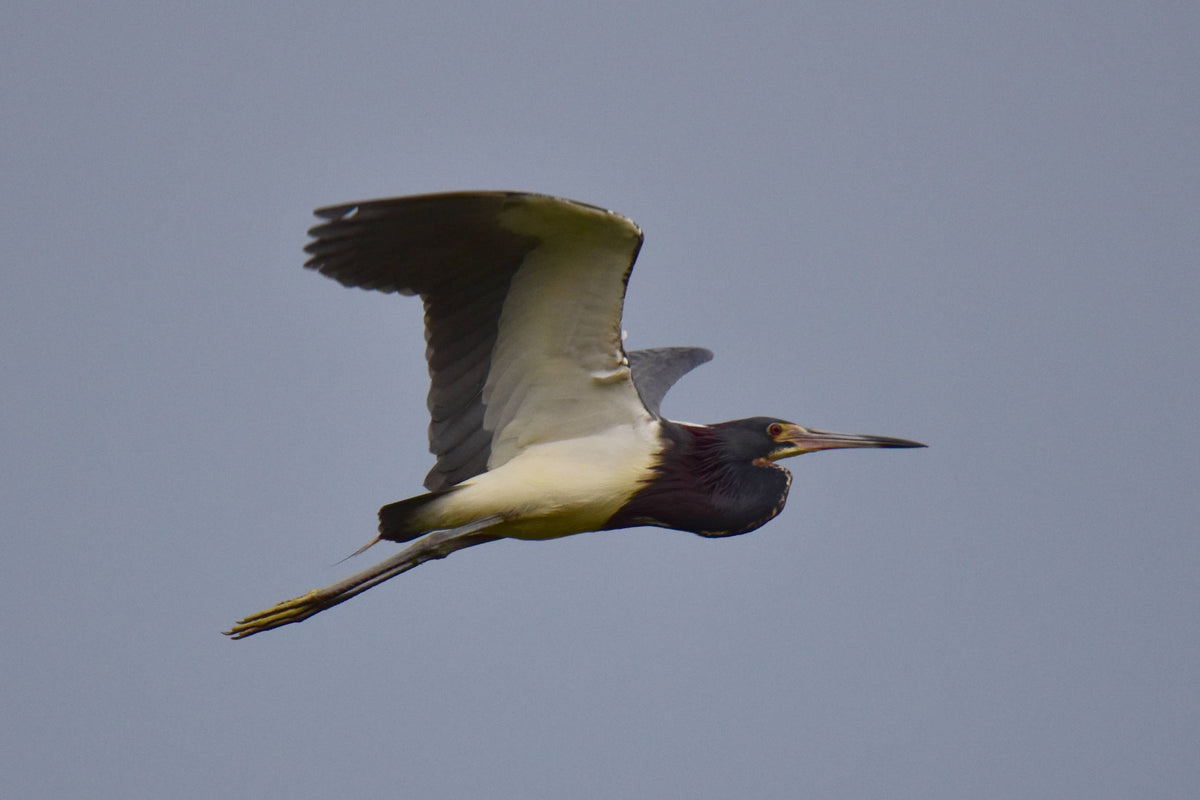Tricolored Heron [Egretta tricolor]