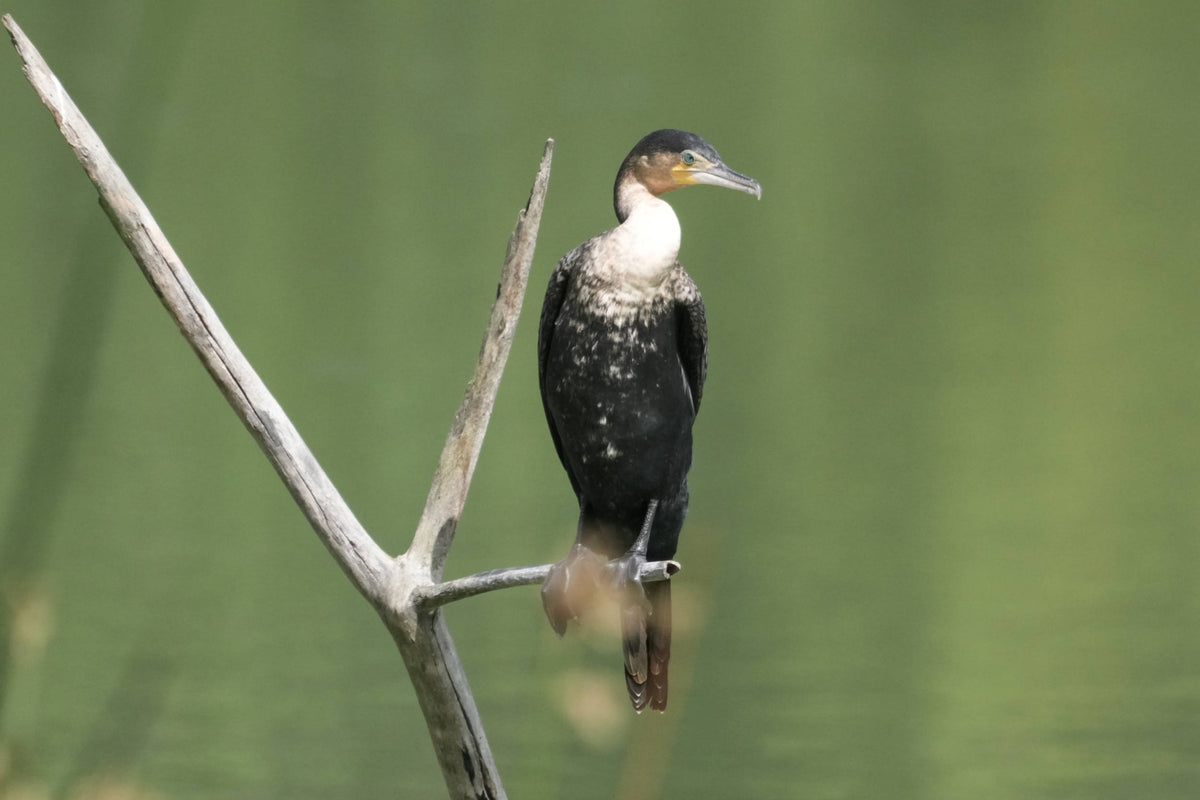 White-Br. Cormorant [Phalacrocorax carbo maroccanus] Tanzania