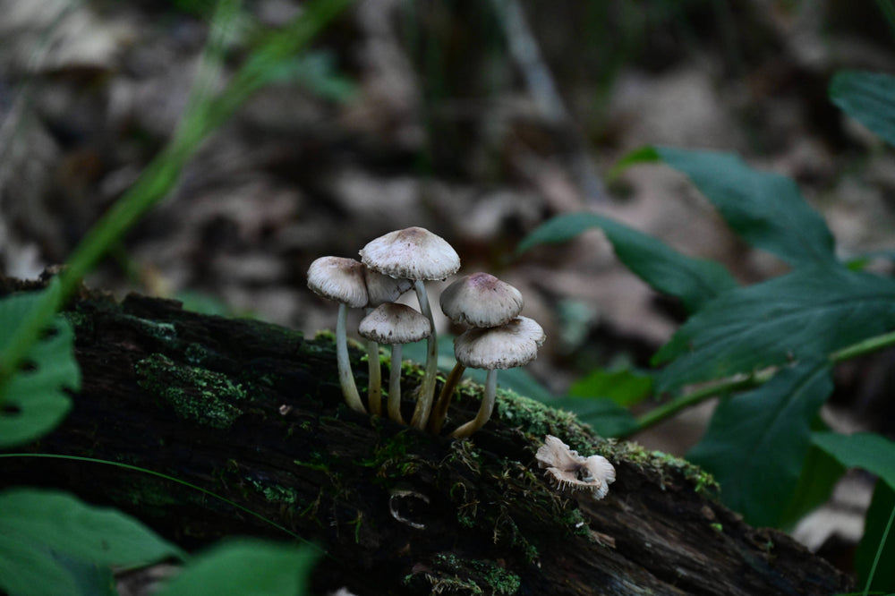 Common Ink Cap [Coprinopsis atramentaria]