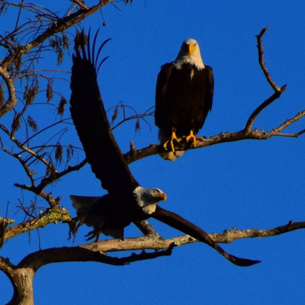 Bald Eagle [Haliaeetus leucocephalus]