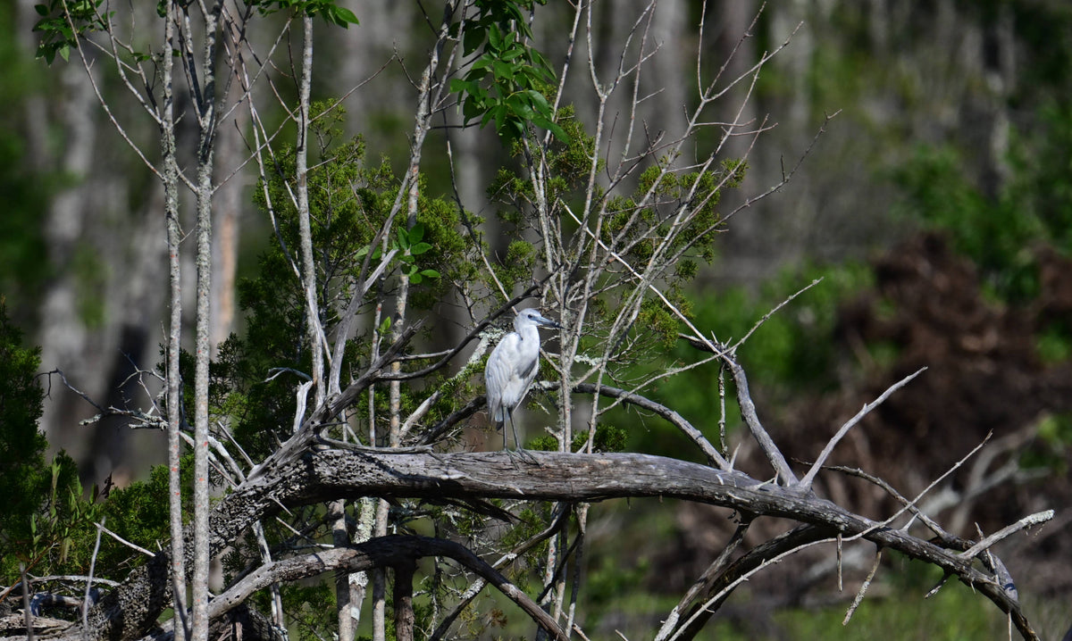 Little Blue Heron [Egretta caerulea]