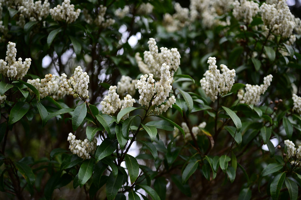 Carolina silverbell [Halesia carolina]