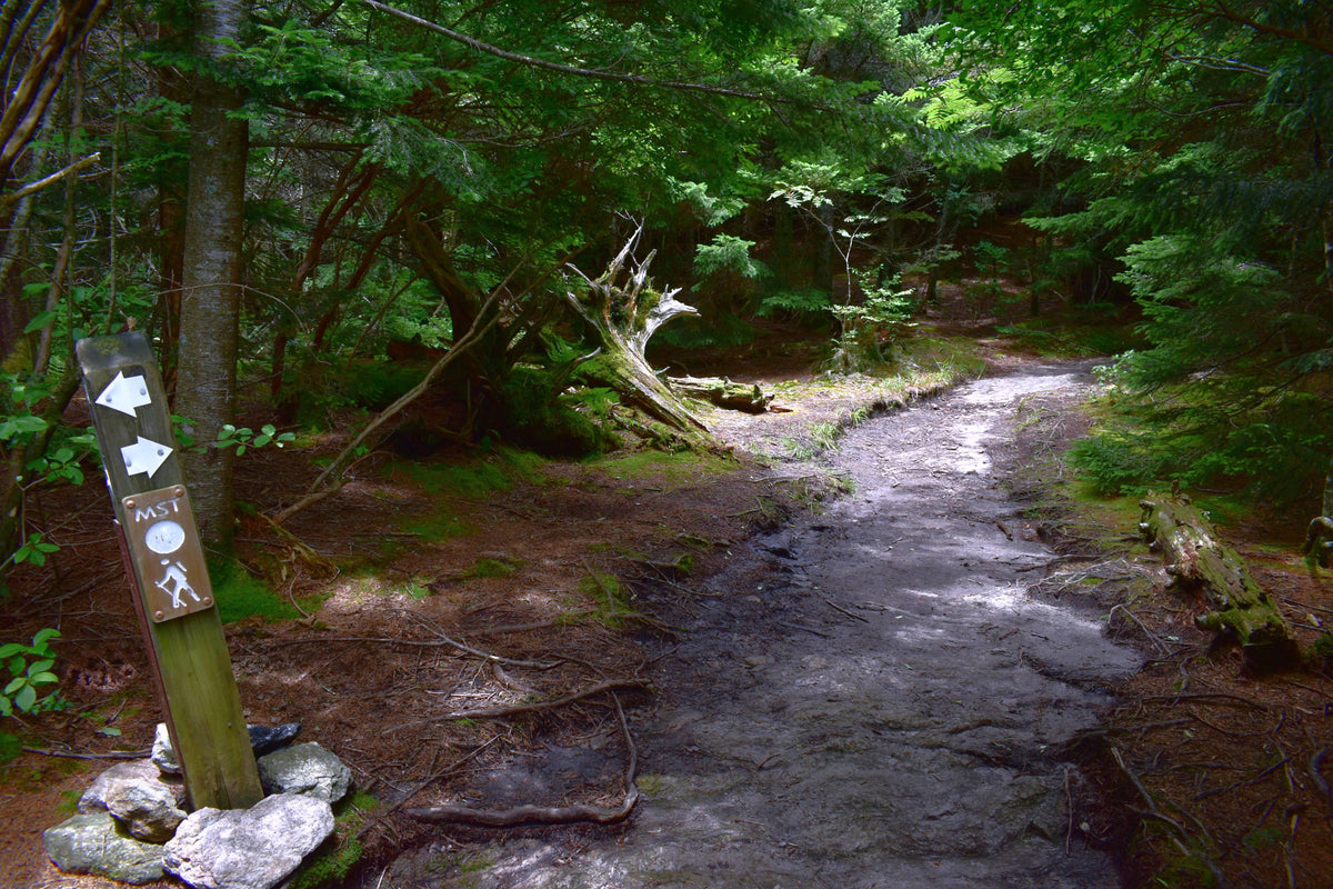 Mountains to Sea Trail near Silvermine Bald