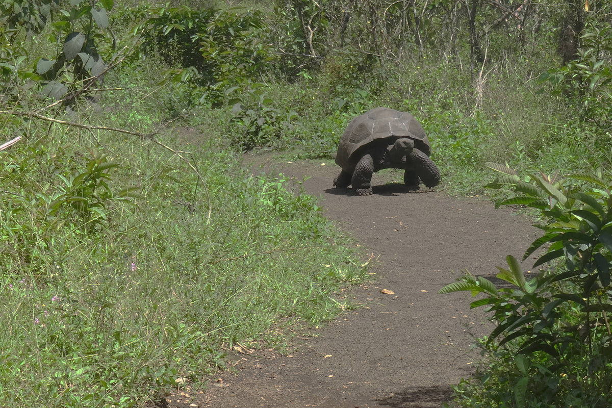 Galapagos Tortoise [Chelonoidis niger] on the Run