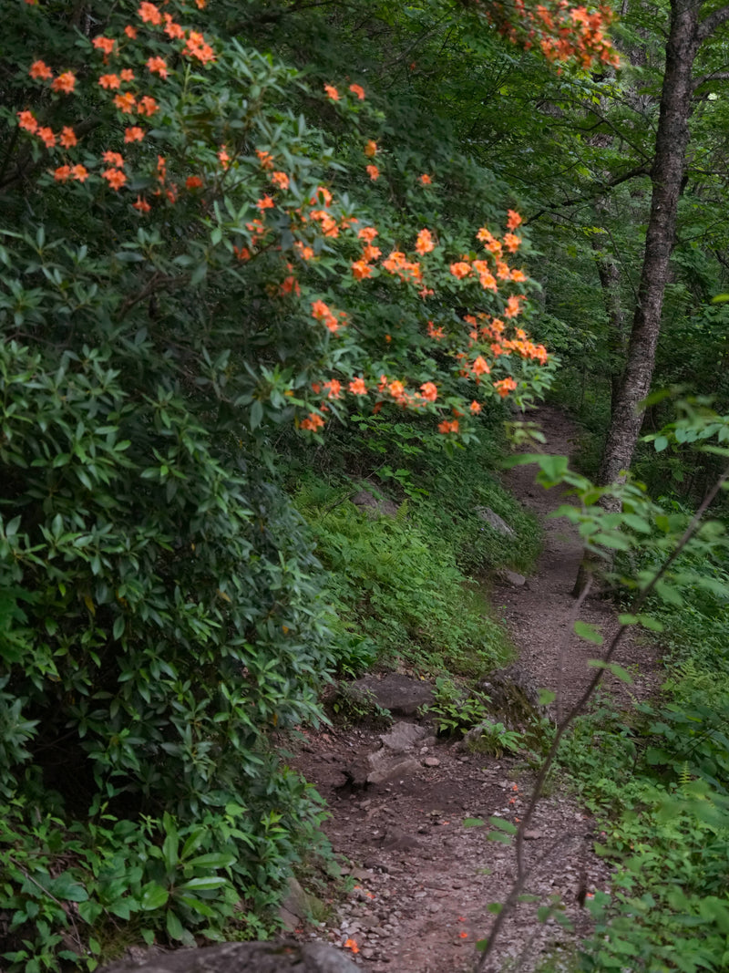 Flame Azalea [Rhododendron calendulaceum], on Mt. Pisgah Trail