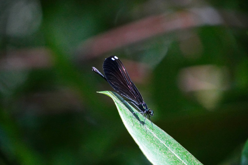 Ebony Jewelwing Broad-winged Damselfly [Calopteryx maculata]