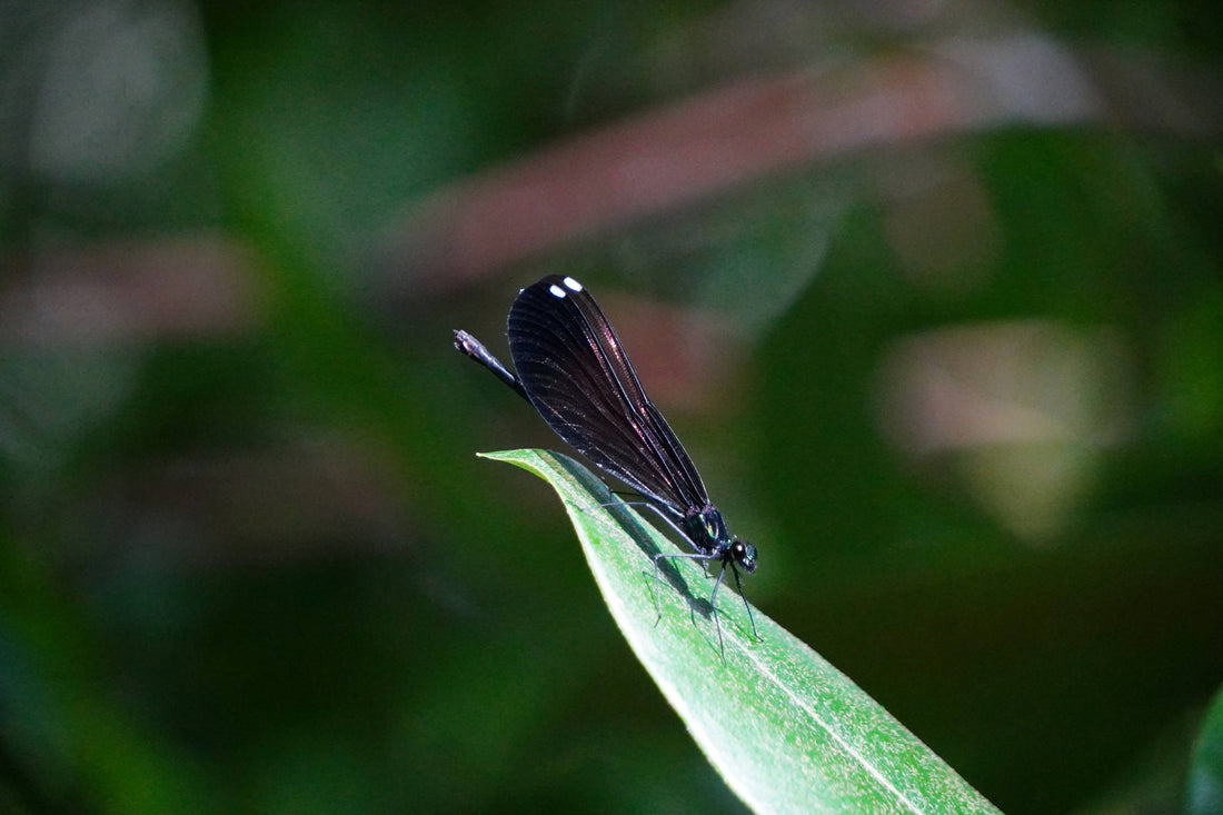 Ebony Jewelwing Broad-winged Damselfly [Calopteryx maculata]