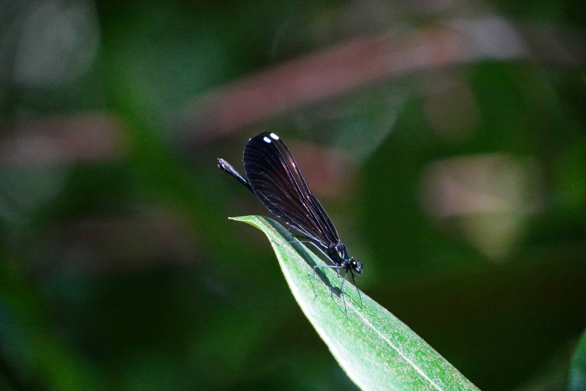 Ebony Jewelwing Broad-winged Damselfly [Calopteryx maculata]