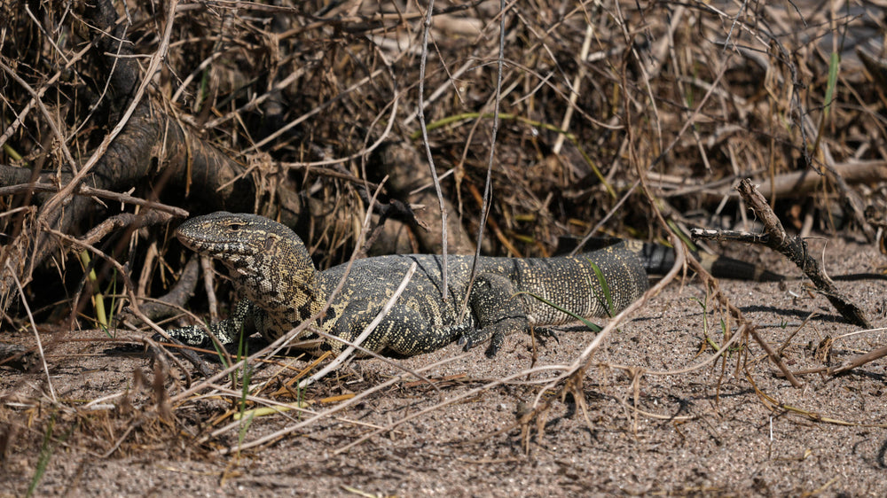 Nile Monitor [Varanus niloticus], Tanzania