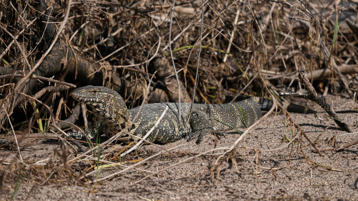 Nile Monitor [Varanus niloticus], Tanzania