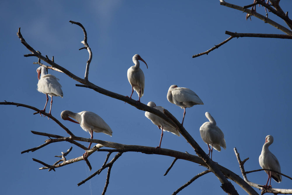 White Ibis [Eudocimus albus]