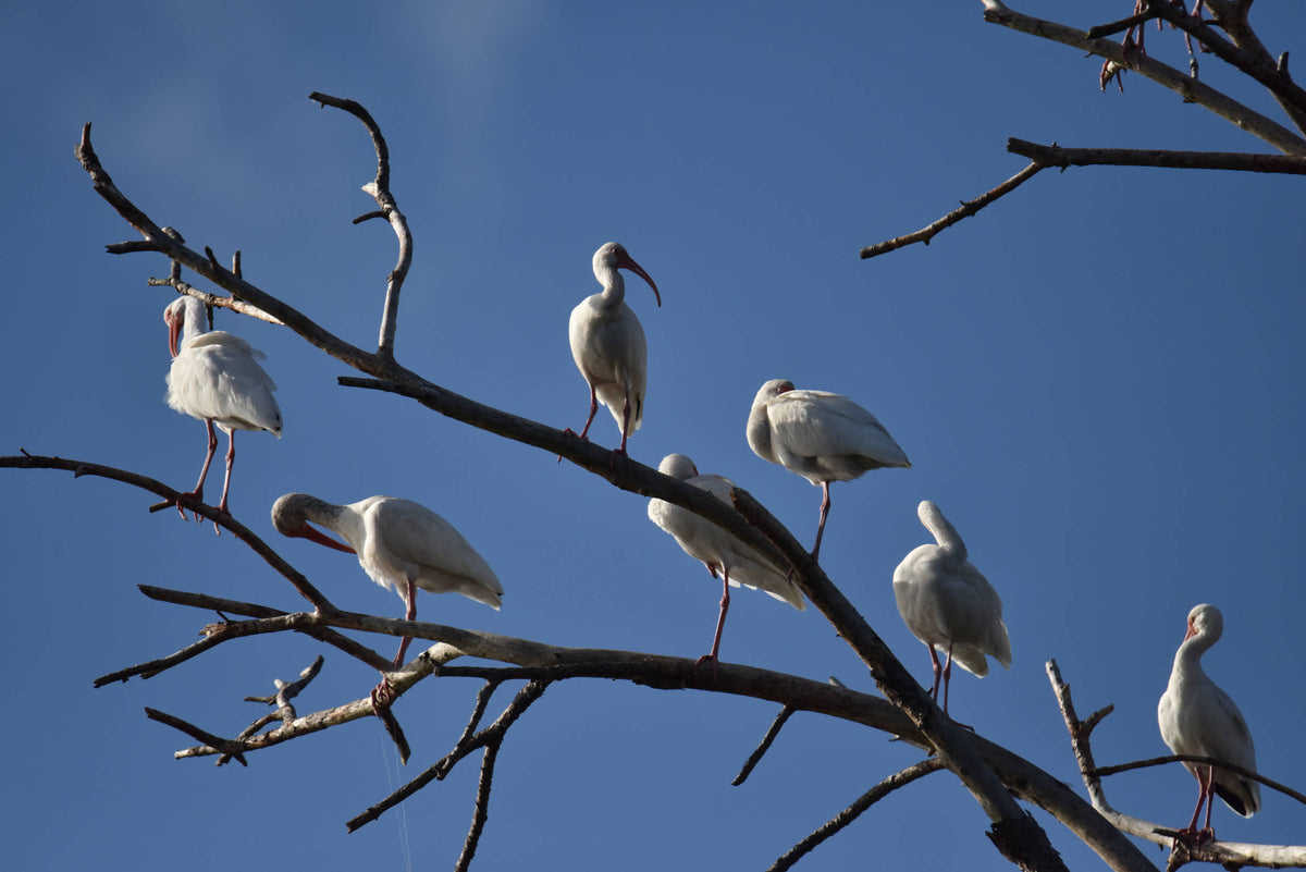 White Ibis [Eudocimus albus]