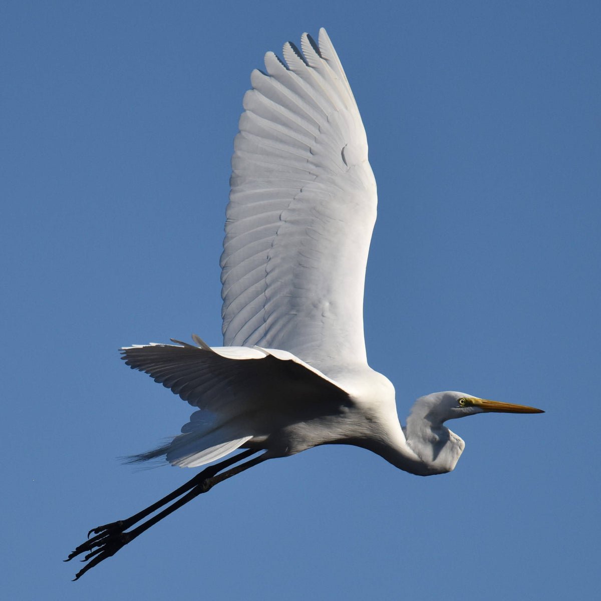 Great Egret [Ardea alba]