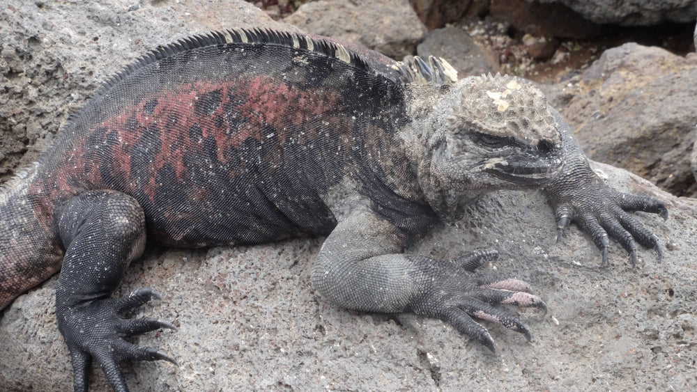Marine Iguana [Amblyrhynchus cristatus], Galapagos