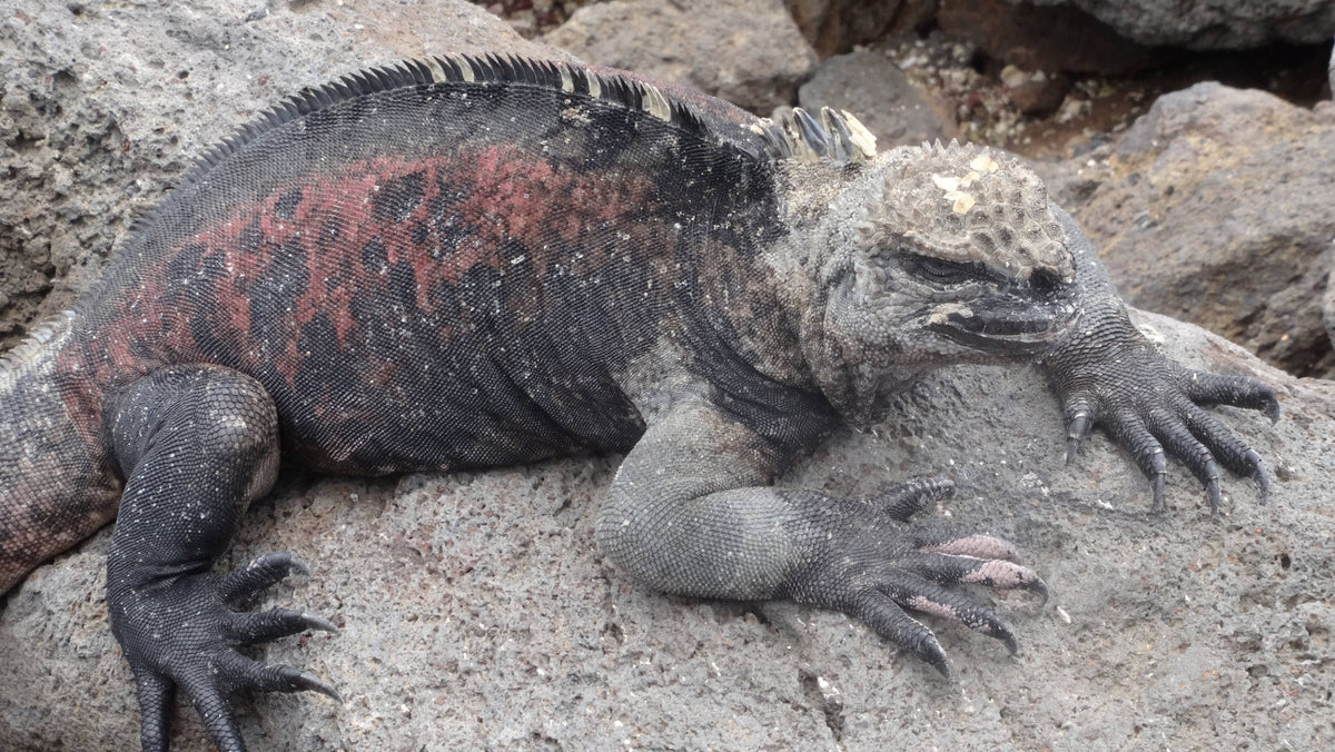 Marine Iguana [Amblyrhynchus cristatus], Galapagos