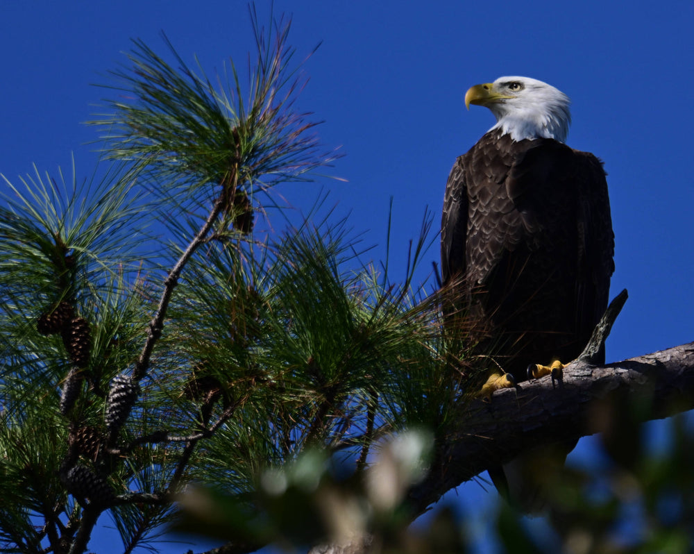 Bald Eagle [Haliaeetus leucocephalus]
