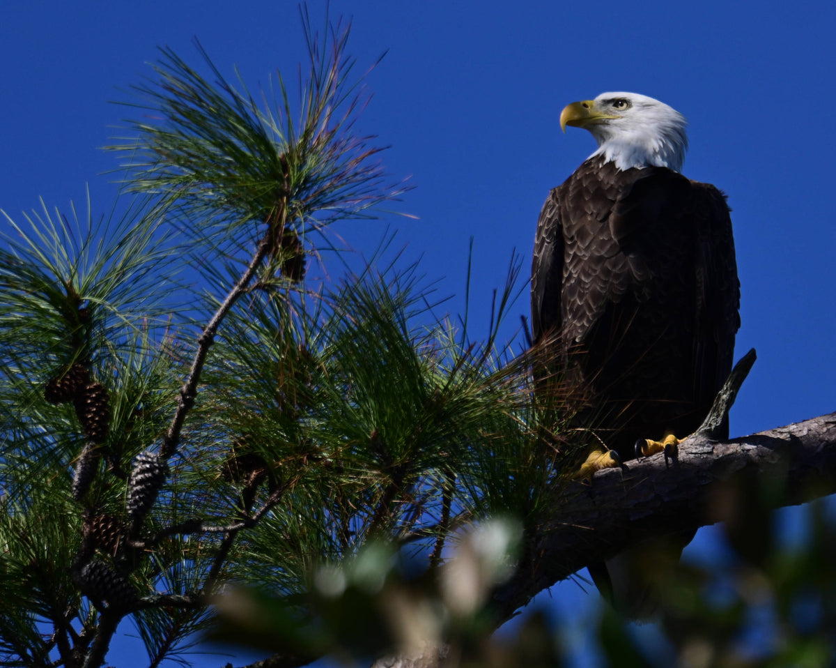 Bald Eagle [Haliaeetus leucocephalus]