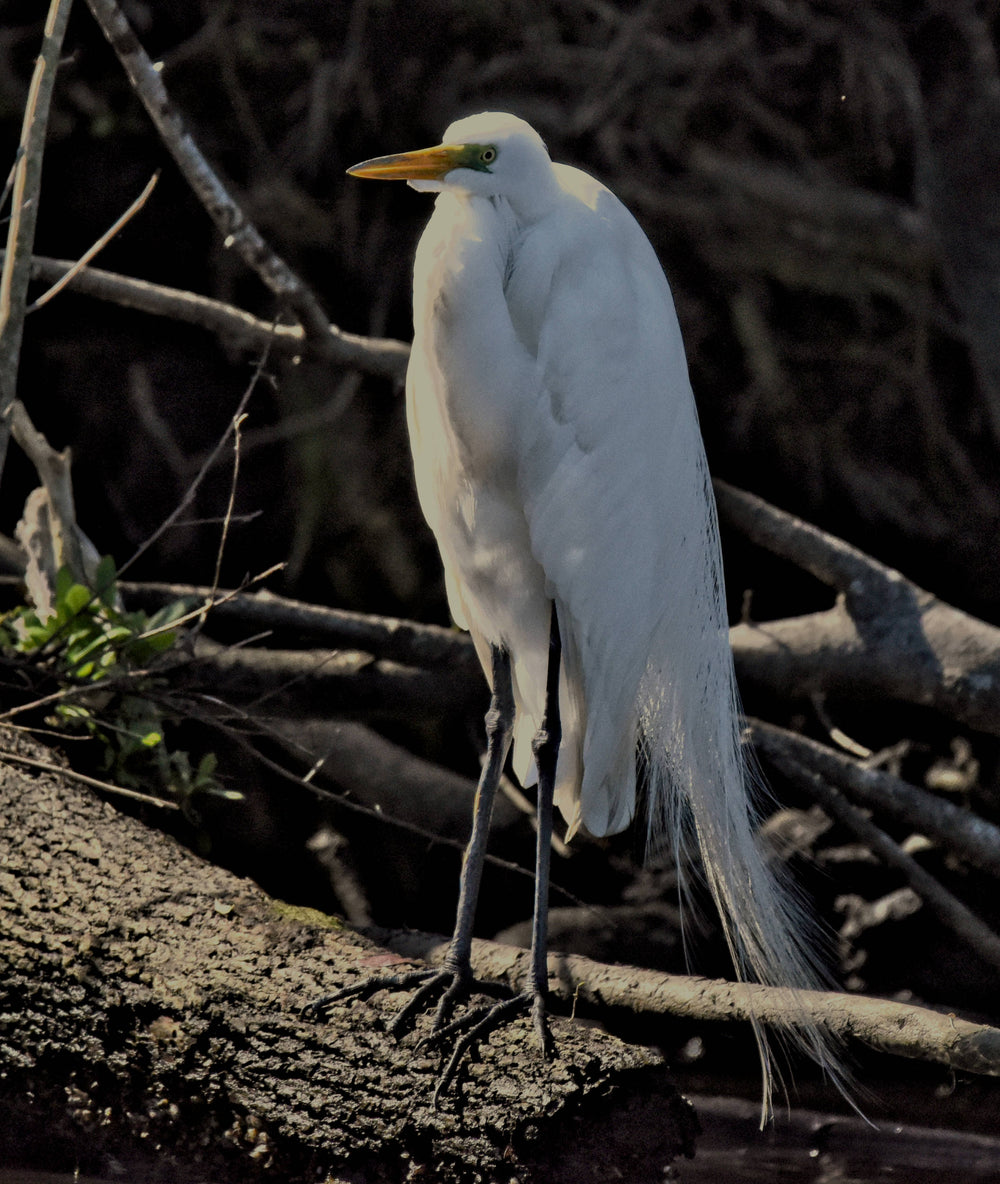 Great Egret [Ardea alba]