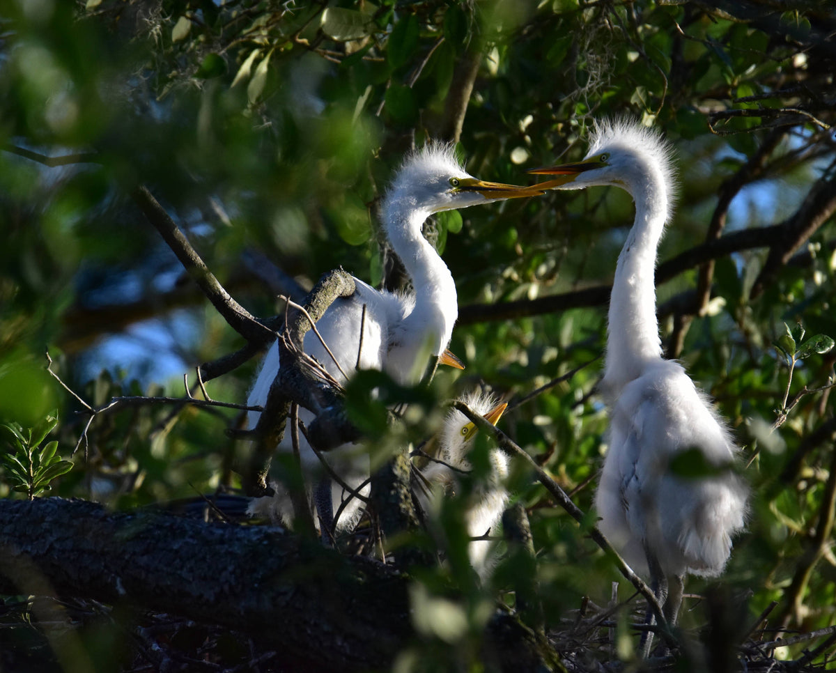 Little Egret [Egretta garzetta]