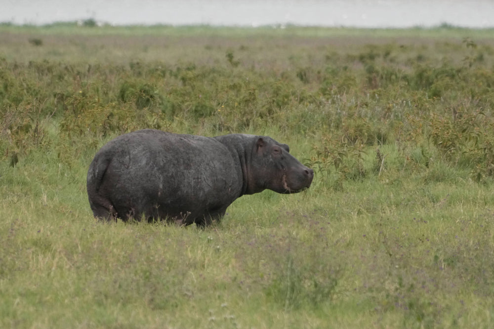 Common Hippopotamus [Hippopotamus amphibius]