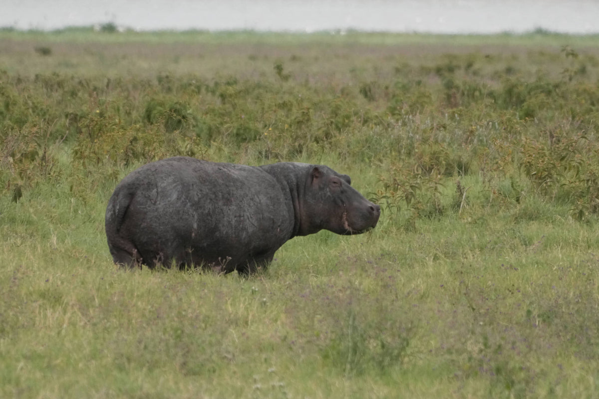 Common Hippopotamus [Hippopotamus amphibius]