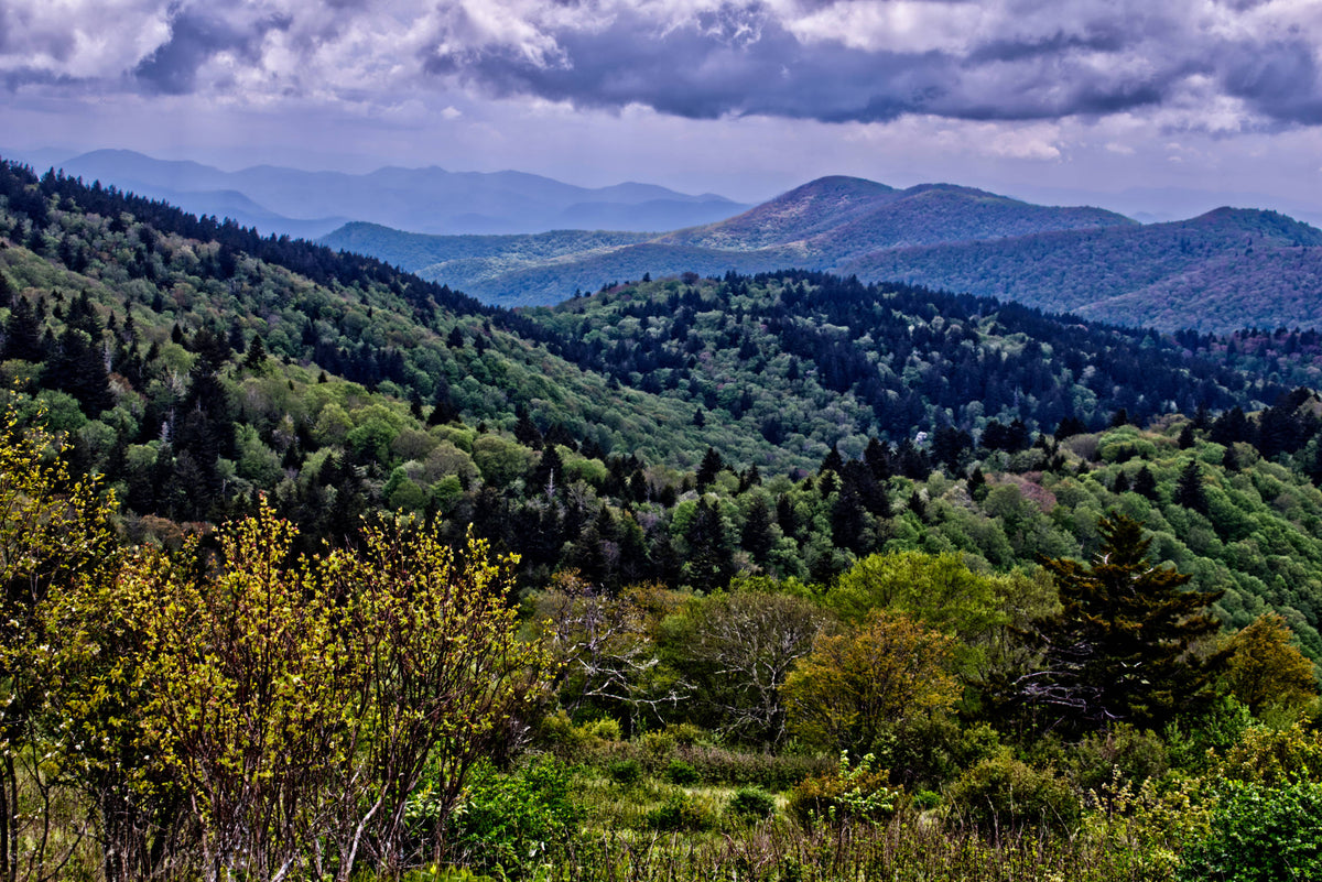 Looking Southwest from Fork Ridge Meadow, Nantahala Natl. For.