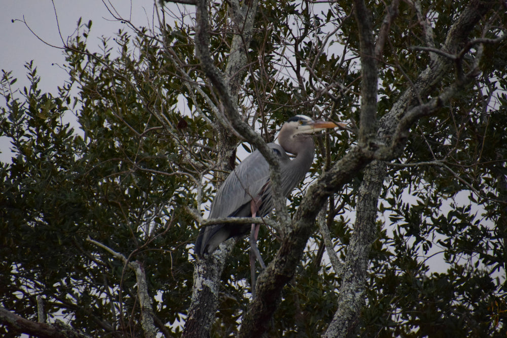Great Blue Heron [Ardea herodias]