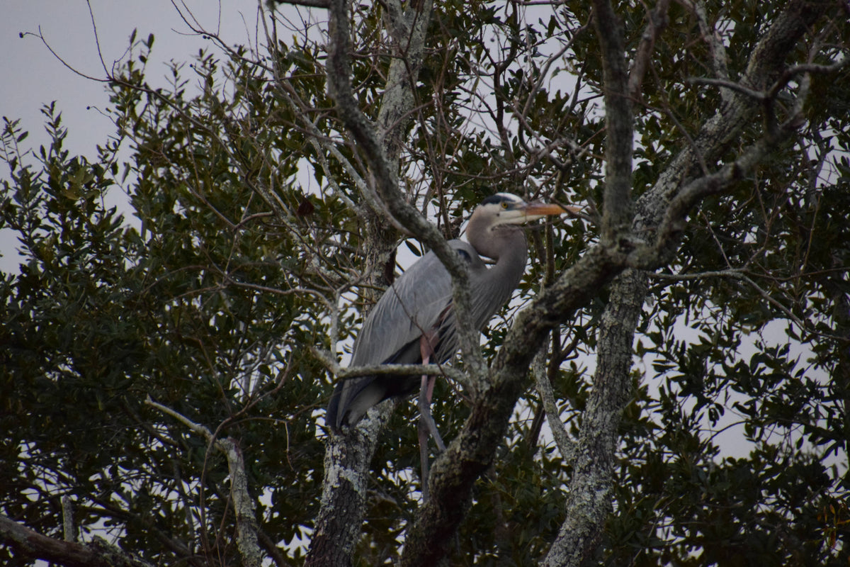 Great Blue Heron [Ardea herodias]