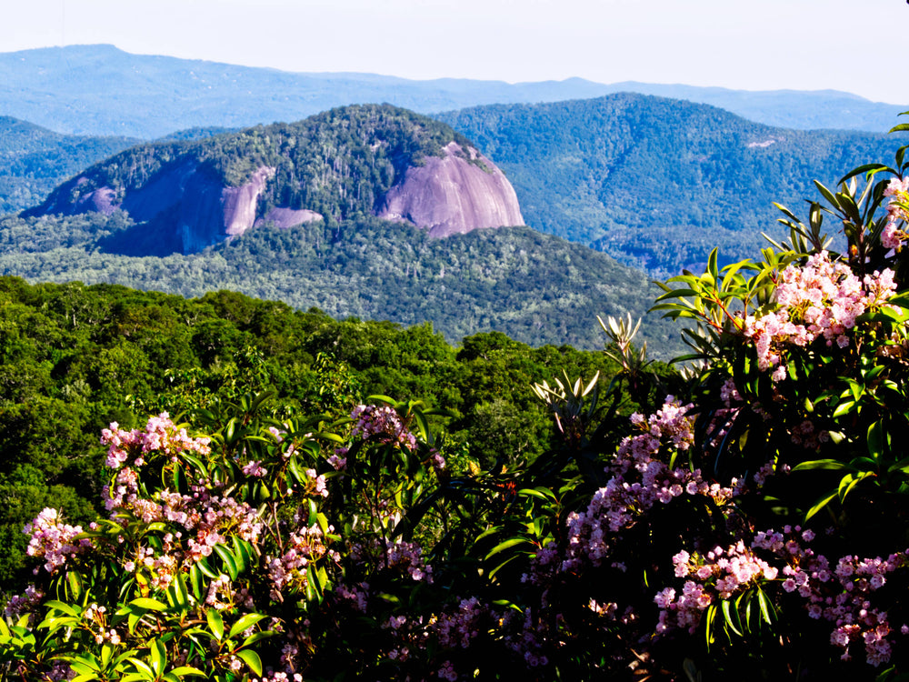 Mountain Laurel with Looking Glass Rock in Pisgah Natl. Forest
