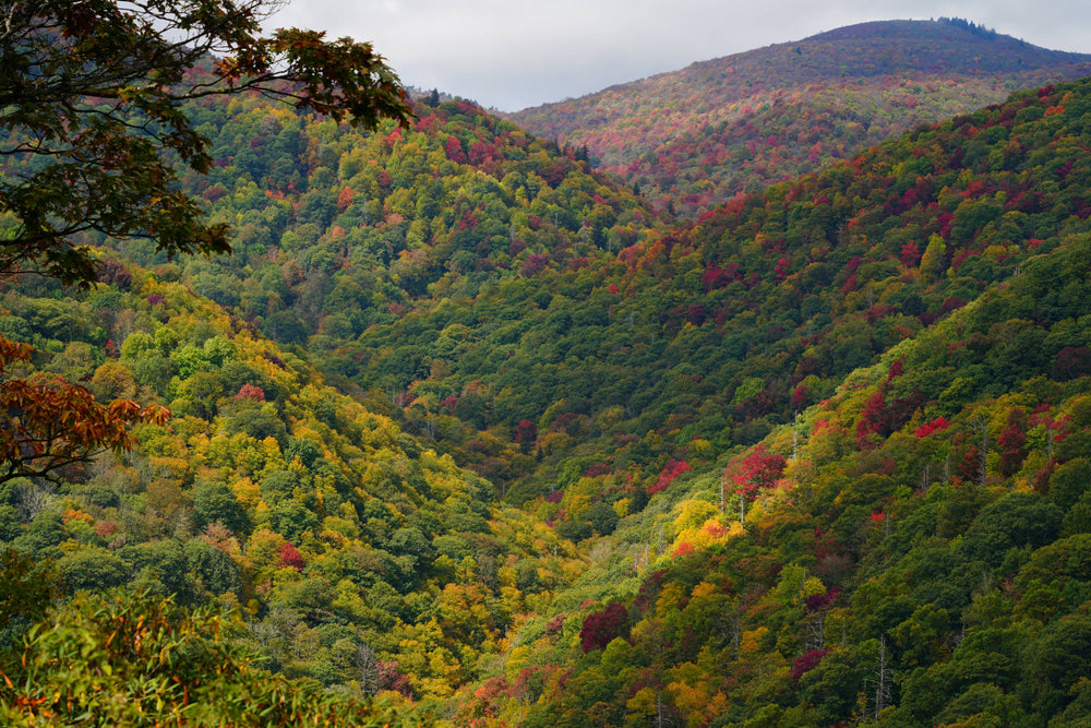 Greasy Creek Valley from Cherry Cove, Shining Rock Wildn.