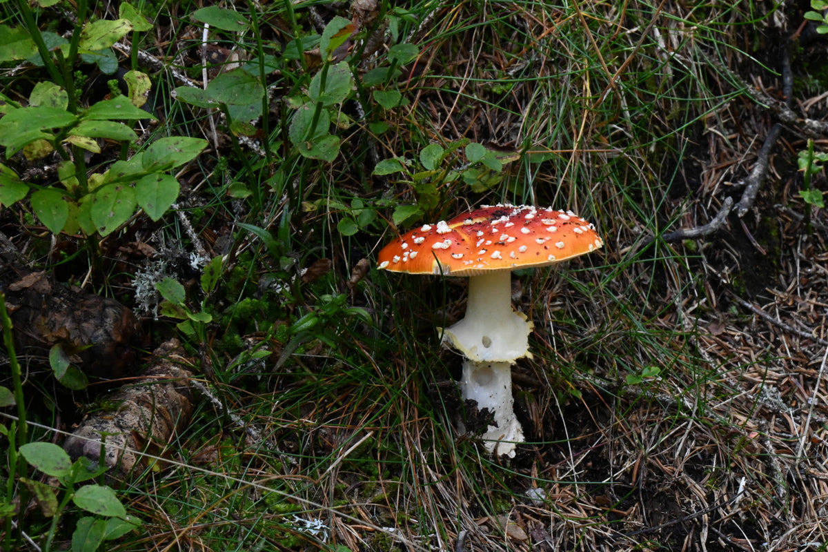 Fly Agaric Mushroom [Amnita muscaria]