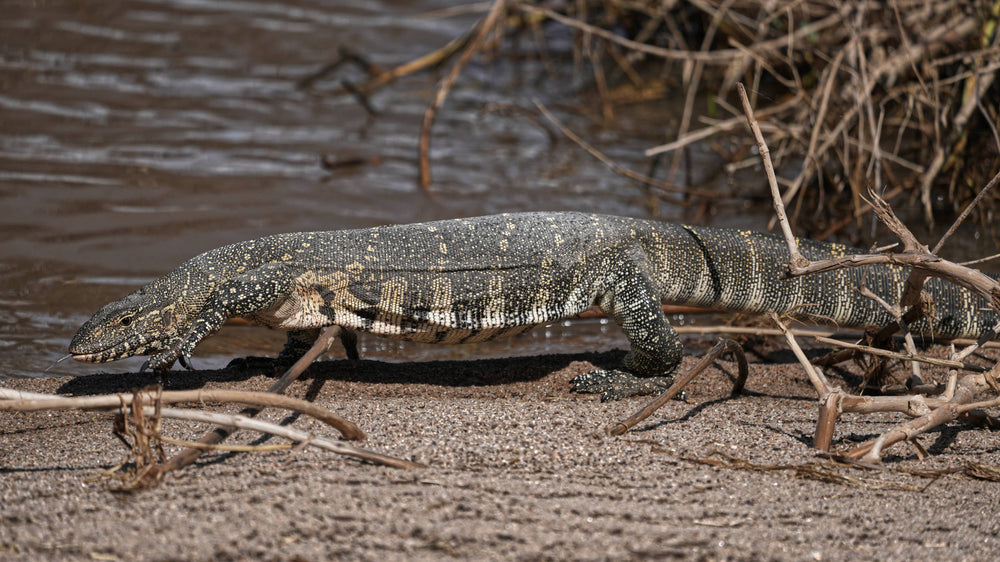 Nile Monitor [Varanus niloticus], Tanzania