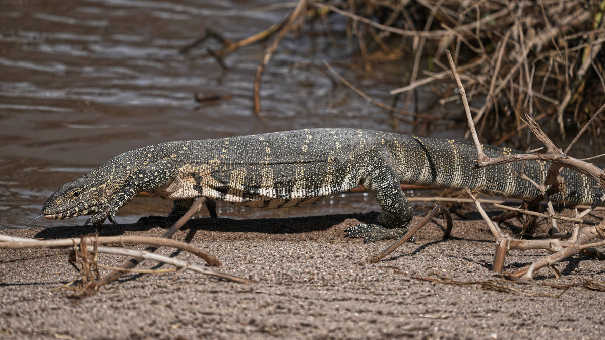 Nile Monitor [Varanus niloticus], Tanzania