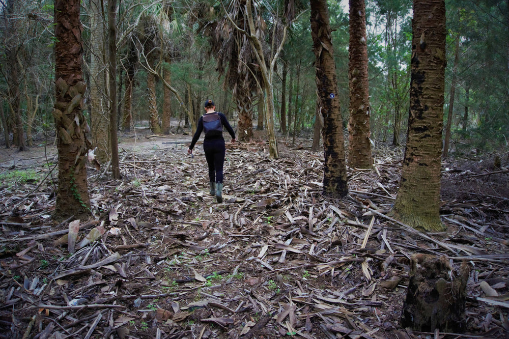 Post Hurricane Spoil Bank, St Johns River