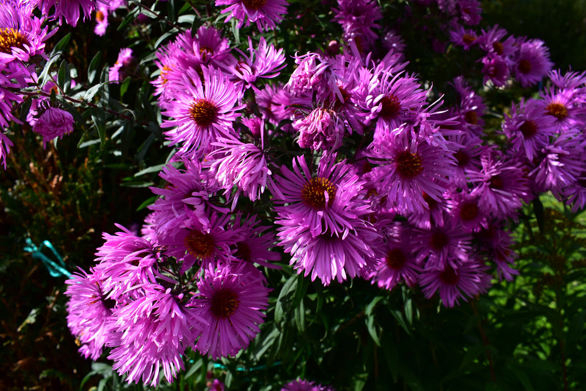 New England Aster [Symphotrichum novae-angliae]