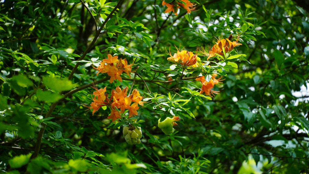 Flame Azalea [Rhododendron calendulaceum]