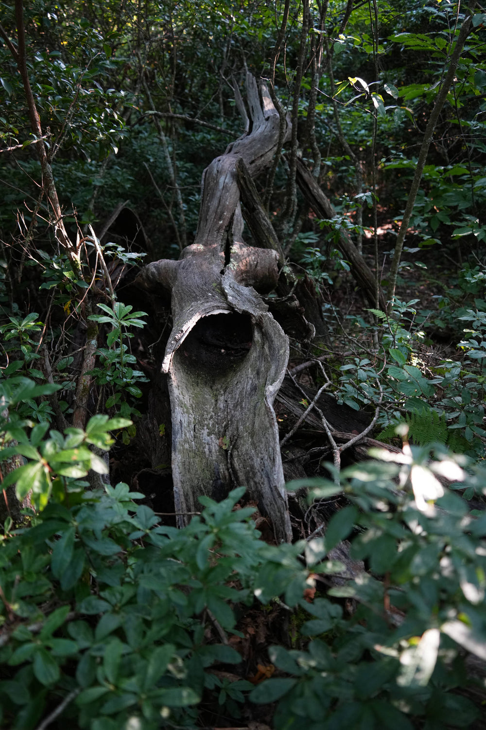 Hollow Oak Near Little Bald
