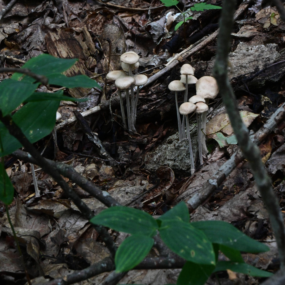 Pleated Inkcap Mushrooms [Parasola plicatilis]