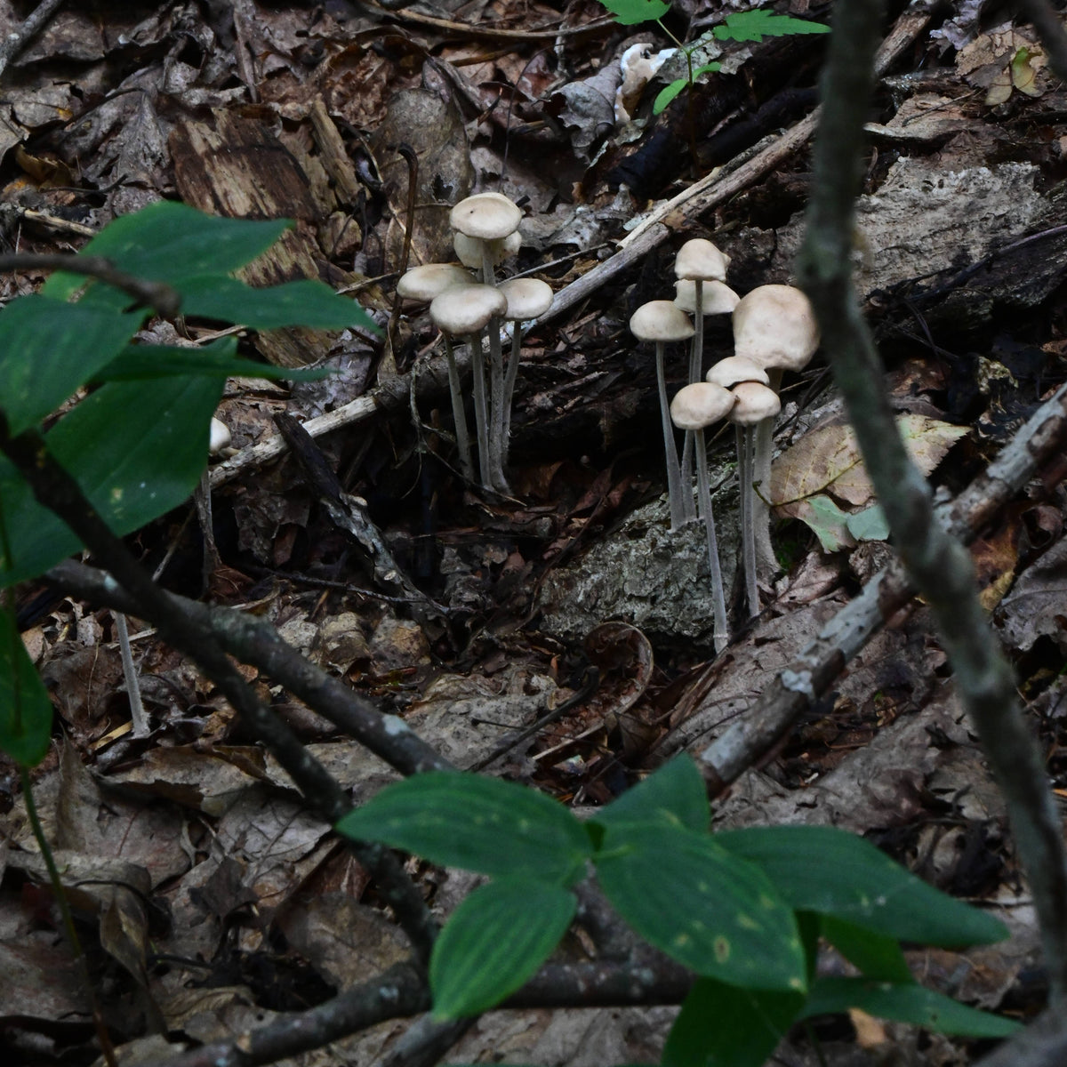 Pleated Inkcap Mushrooms [Parasola plicatilis]