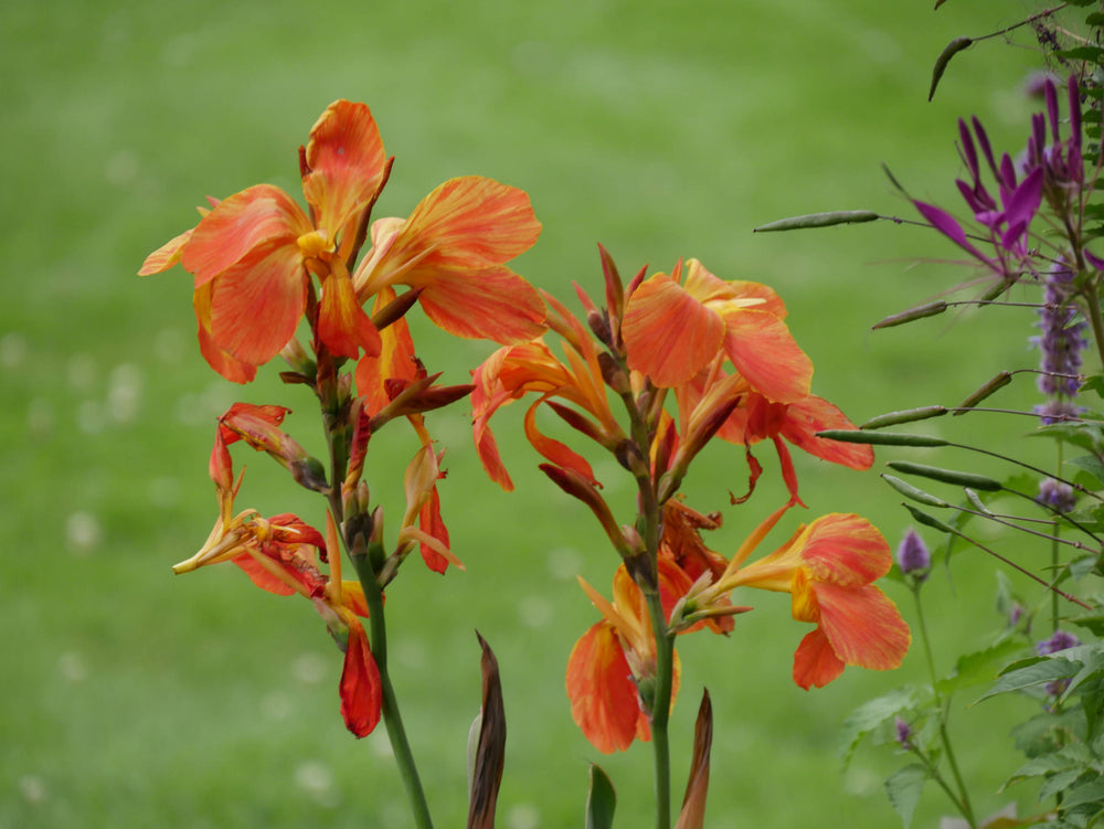 Orange Canna Lily [Canna indica]