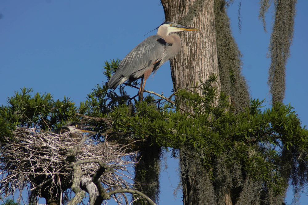 Great Blue Heron [Ardea herodias]