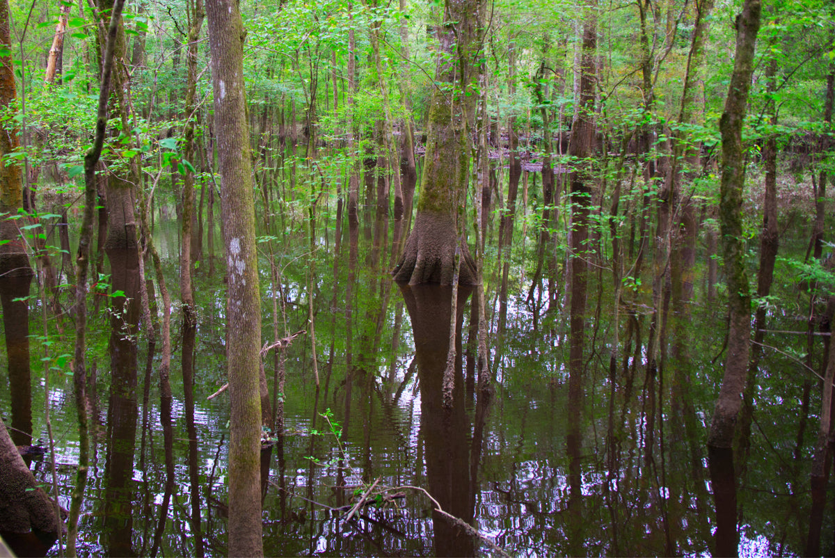Flooded Cypress Forest, Congaree National Park