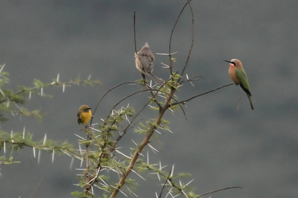 Yellow-rumpted marshbird [Pseudoleistes guirahuro]