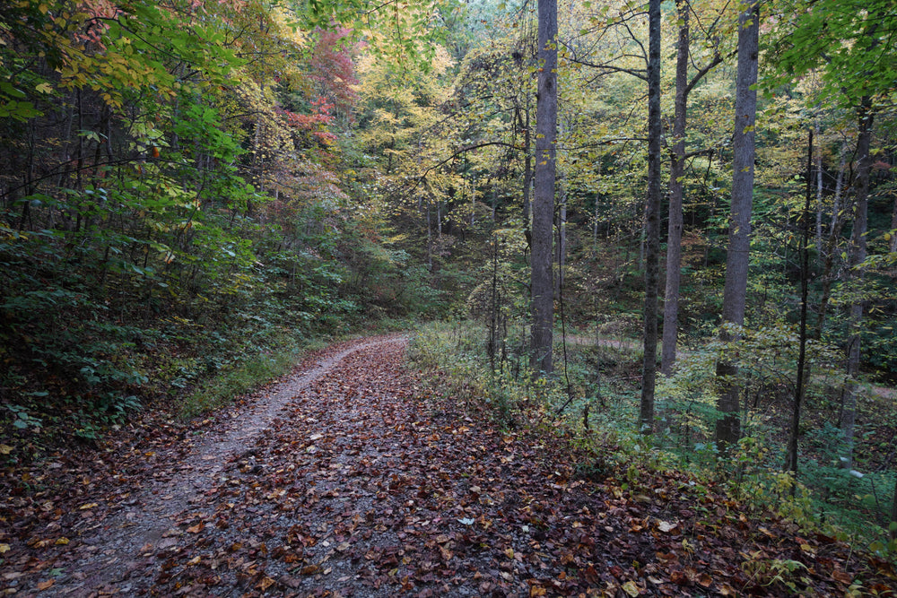 Early Fall in Maxwell Cove Pisgah National Forest