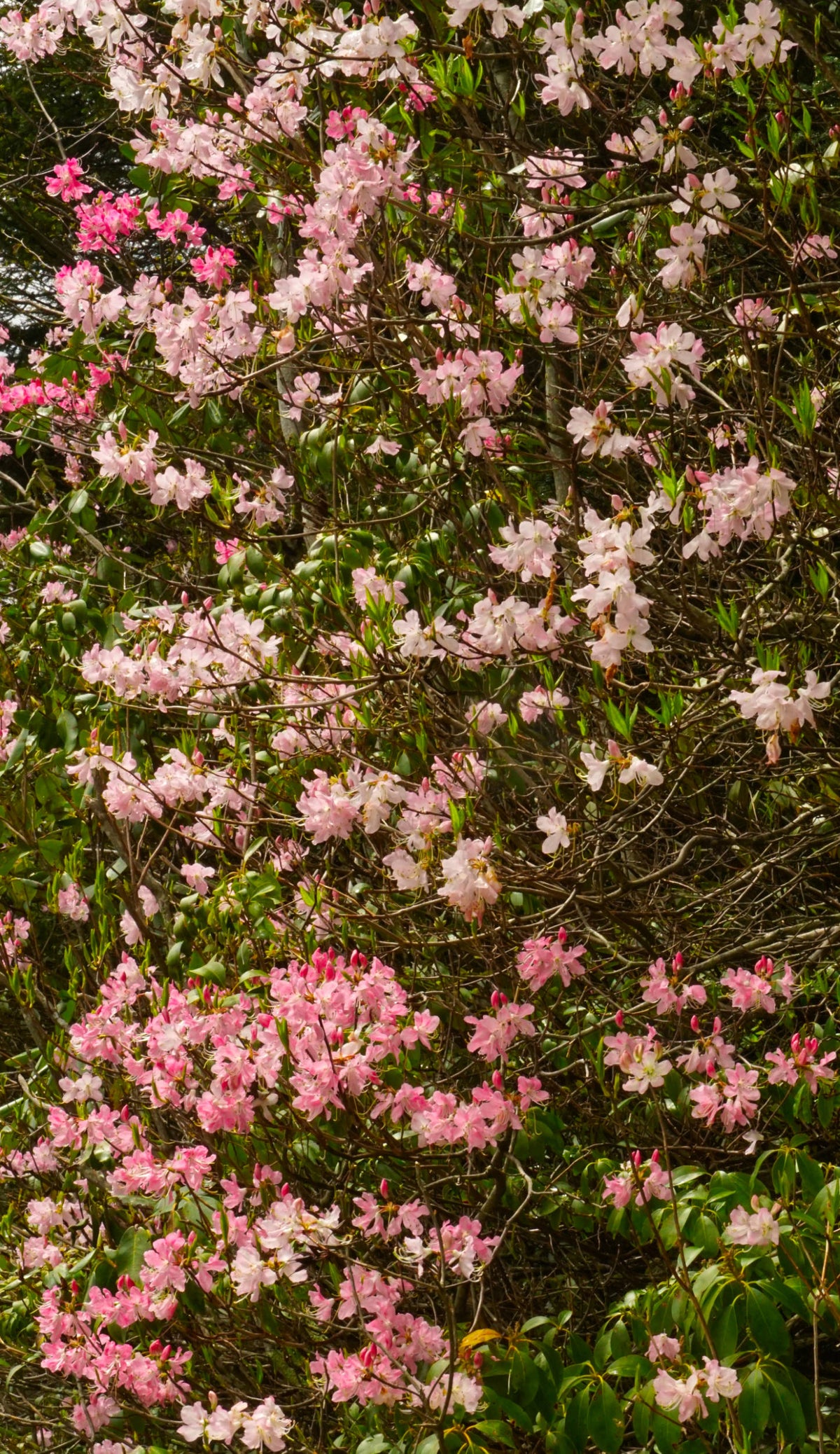 Pink Shell Azalea [rhododendron vaseyi] near Yellowstone Falls
