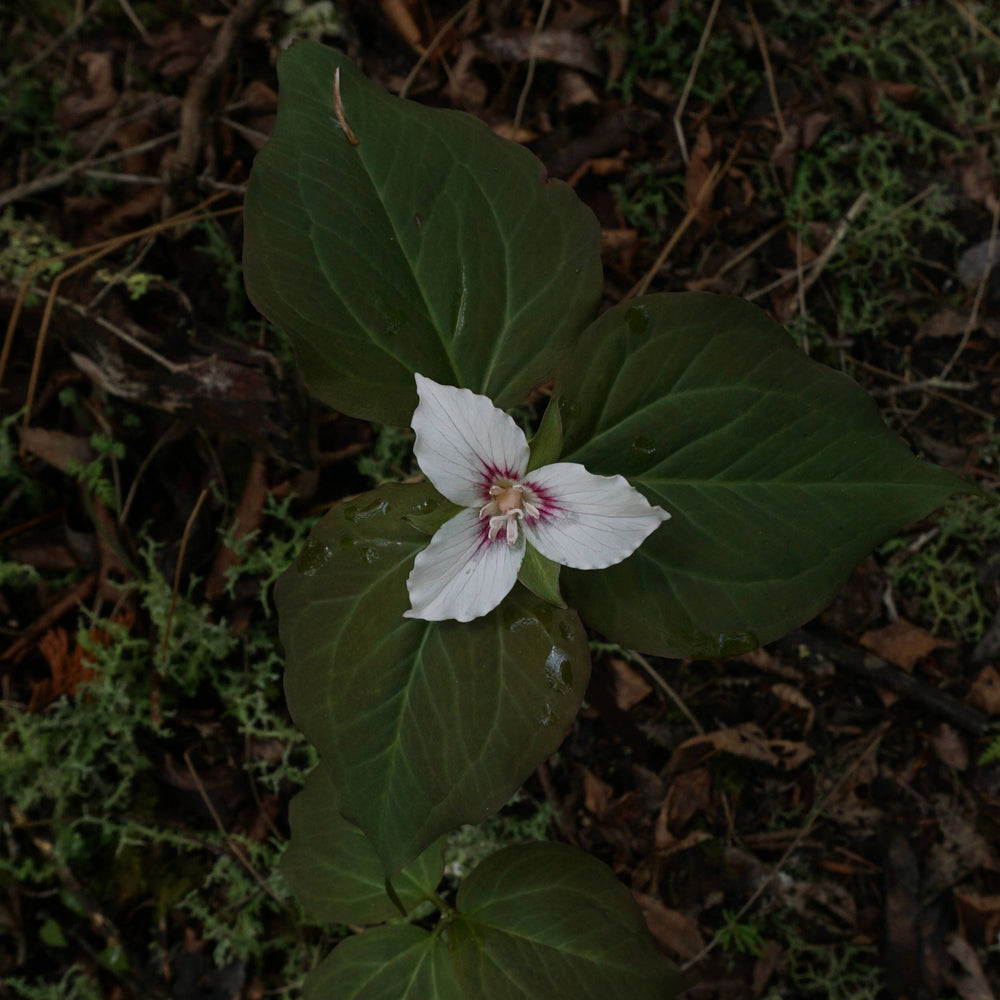 Painted Trillium [Trillium undulatum]