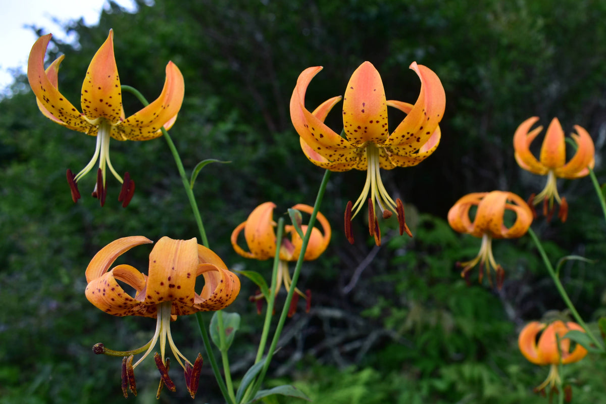 Turk's Cap Lily [Lilium superbum]