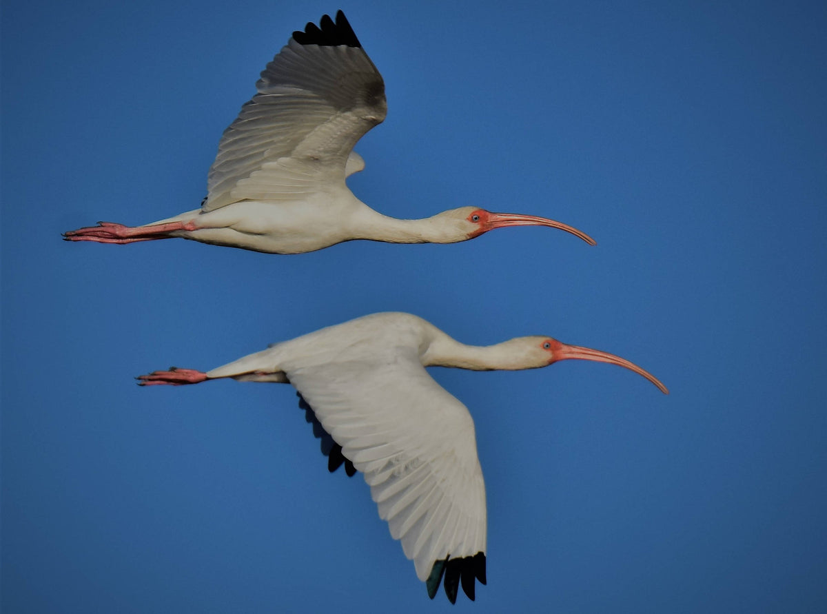White Ibis [Eudocimus albus]